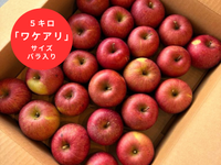 【8箱限定！】りんご人気の品種「ふじ」 ５キロ｜広島サミットおもてなしジュースの原料はこのりんご！