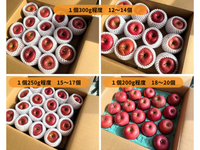 【8箱限定！】りんご人気の品種「ふじ」 ５キロ｜広島サミットおもてなしジュースの原料はこのりんご！