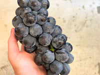 【ロゼ・スパークリング】REGALO 2022 キャンベルアーリー（750ml）フレッシュでキリッとした酸が特徴　ベリー系の豊な香り