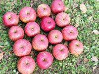 【8箱限定！】りんご人気の品種「ふじ」 ５キロ｜広島サミットおもてなしジュースの原料はこのりんご！