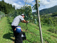 【白】Chardonnay 2021（750ml）自畑のぶどうで造る大船渡ワイン