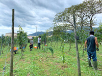 【白】Chardonnay 2021（750ml）自畑のぶどうで造る大船渡ワイン