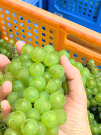 【白】Chardonnay 2021（750ml）自畑のぶどうで造る大船渡ワイン