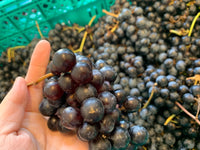 【赤】REGALO 2023 メルロ（750ml）甘やかな香りを感じる柔らかな雰囲気 記念日や大切な方への贈り物に人気