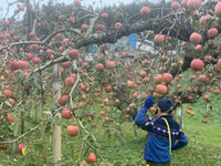 ６本セット りんご屋まち子のアップルジュース（720ml）G7広島サミット海外メディアおもてなし商品