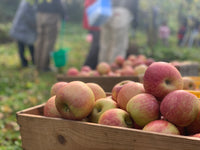 ６本セット りんご屋まち子のアップルジュース（720ml）G7広島サミット海外メディアおもてなし商品