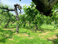 ６本セット りんご屋まち子のアップルジュース（720ml）G7広島サミット海外メディアおもてなし商品